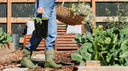 Plant Your Dream Garden!