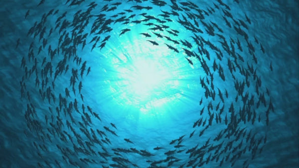 Clean Ocean - 100% Recycled Fishing Nets